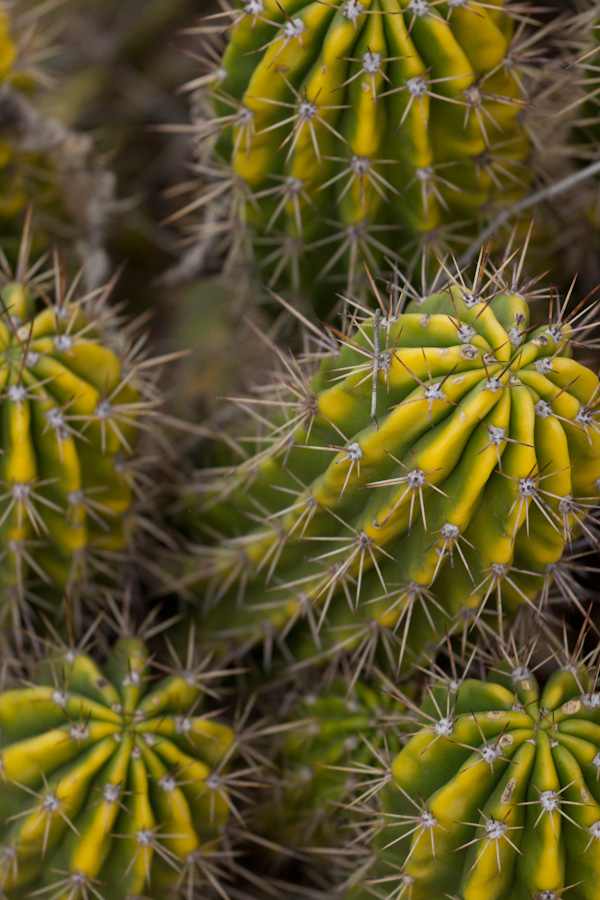 Little Cactus in Phoenix, Arizona
