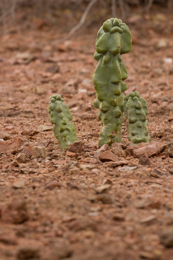 Creature from the Deep in Phoenix, Arizona
