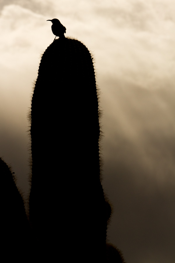 Early Morning in Phoenix, Arizona