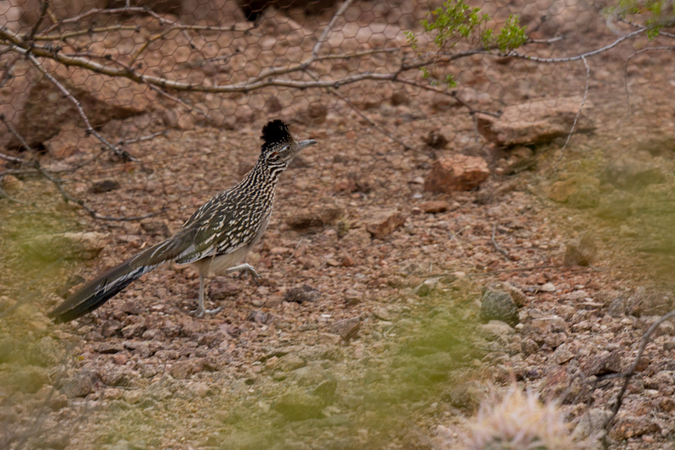 Roadrunner in Phoenix, Arizona