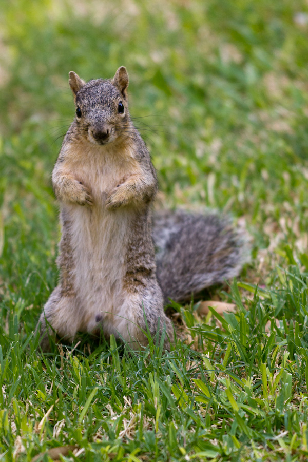 Texas Rodent in Austin, Texas