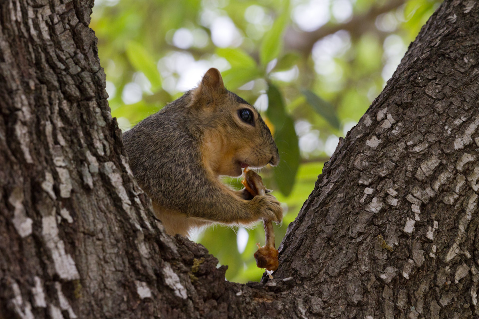 Tree Lunch in Austin, Texas