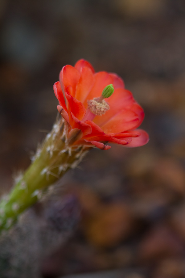 Soft Red in Phoenix, Arizona