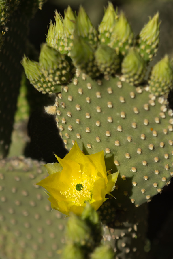 Flower and Friends in Phoenix, Arizona