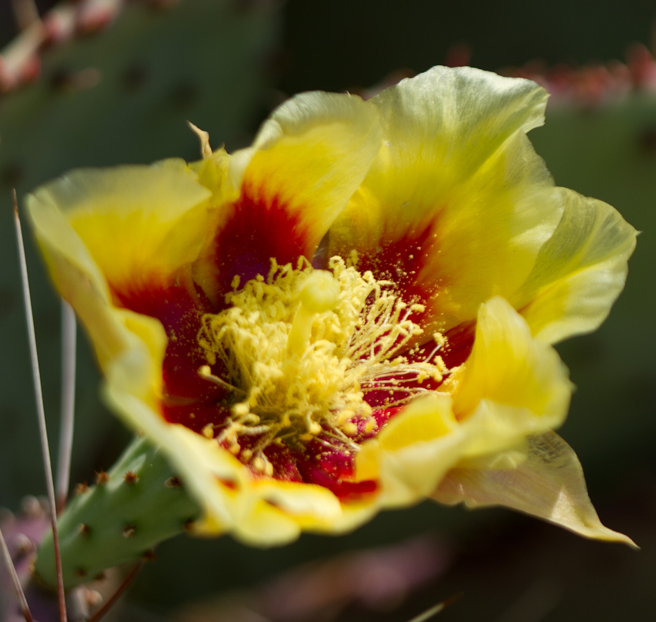 Cactus Yellow in Phoenix, Arizona