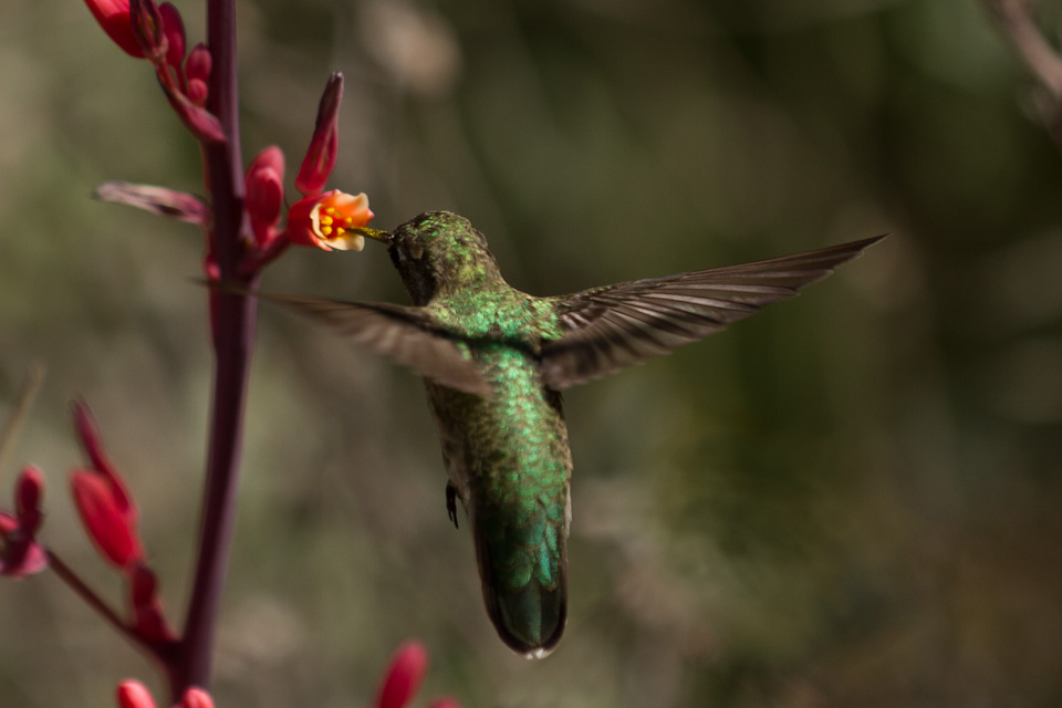 Pollinating in Phoenix, Arizona