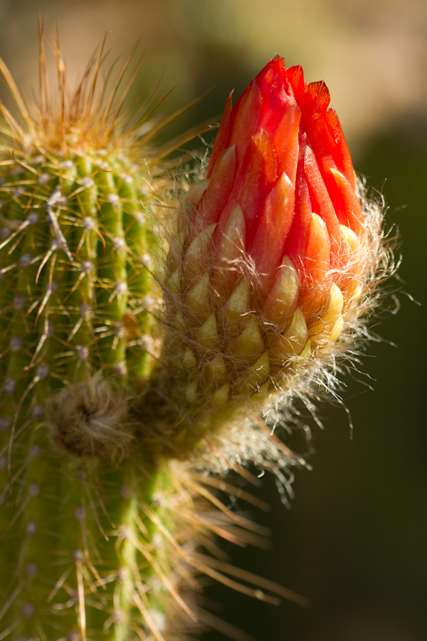Red Fuzz in Phoenix, Arizona