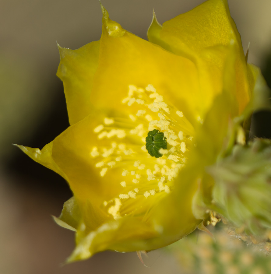 Waiting on a Bee in Phoenix, Arizona
