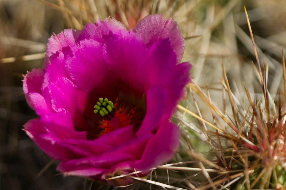 Hedge Hog in Phoenix, Arizona