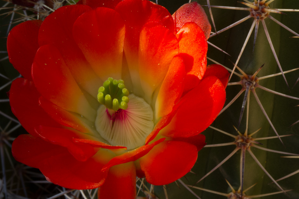 Red Beauty in Phoenix, Arizona