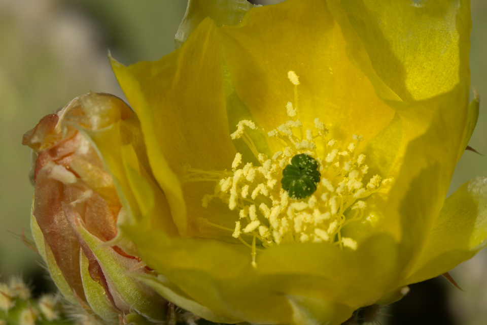 Yellow Beauty in Phoenix, Arizona