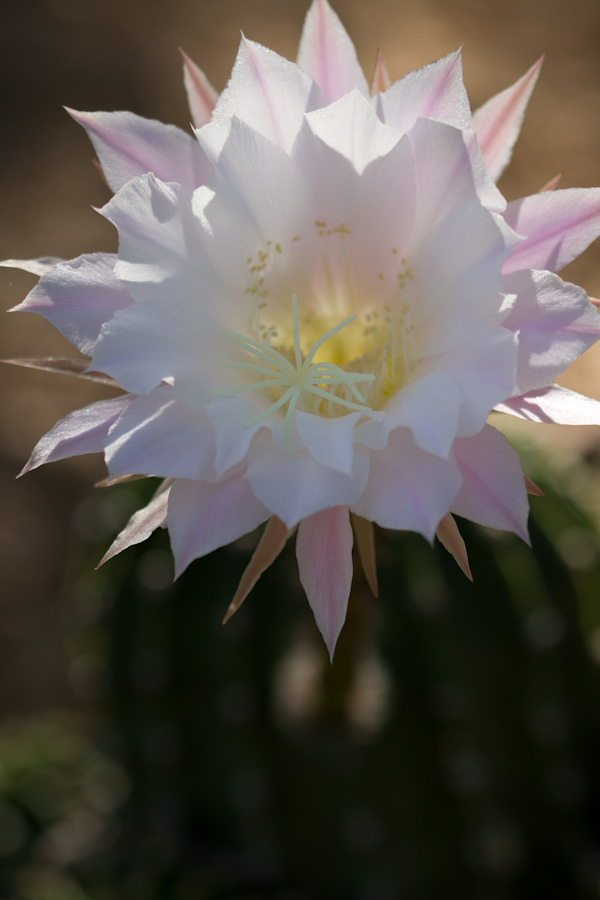 Backlit in Phoenix, Arizona