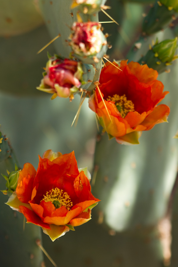 Red Pair in Phoenix, Arizona