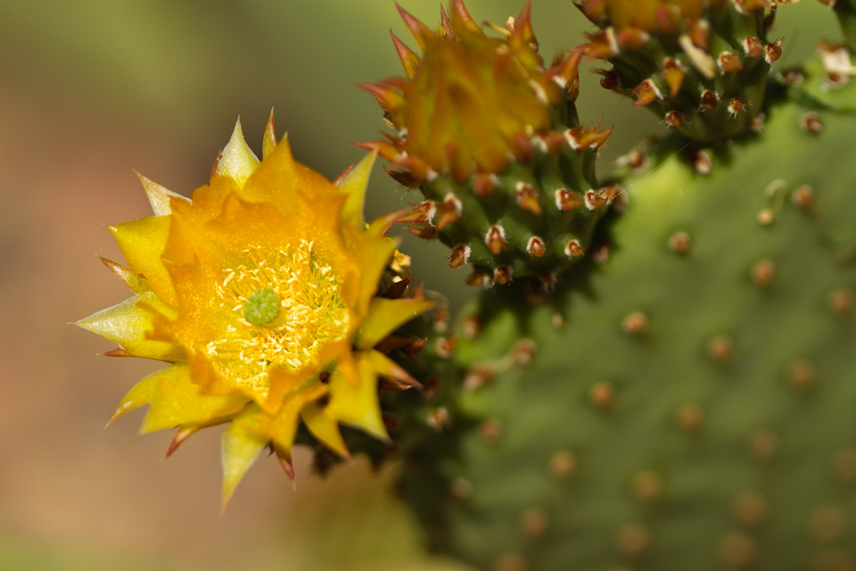 Hamman's Prickly Pear in Phoenix, Arizona