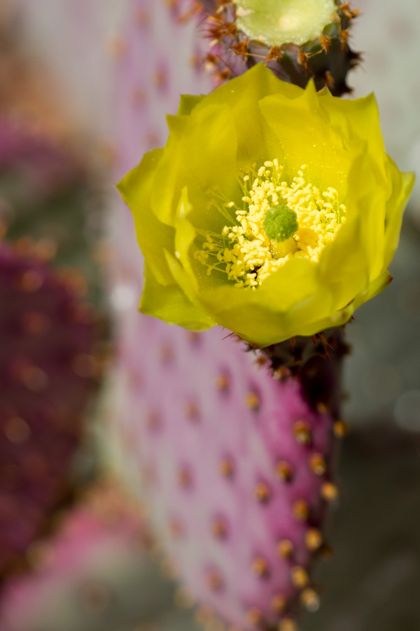 Santa-rita's Prickly Pear in Phoenix, Arizona