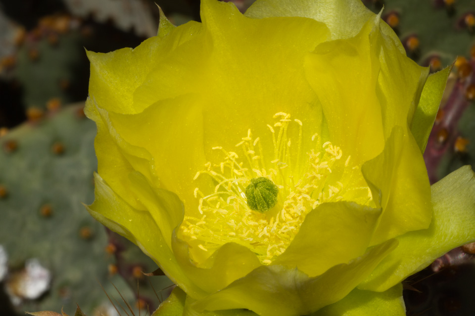 Blind Prickly Pear in Phoenix, Arizona
