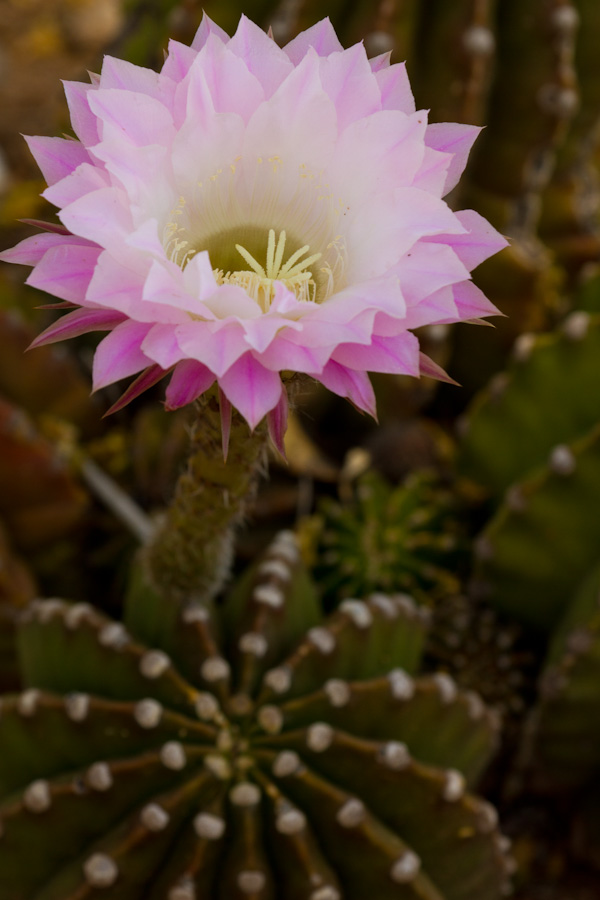 Sea Urchin in Phoenix, Arizona