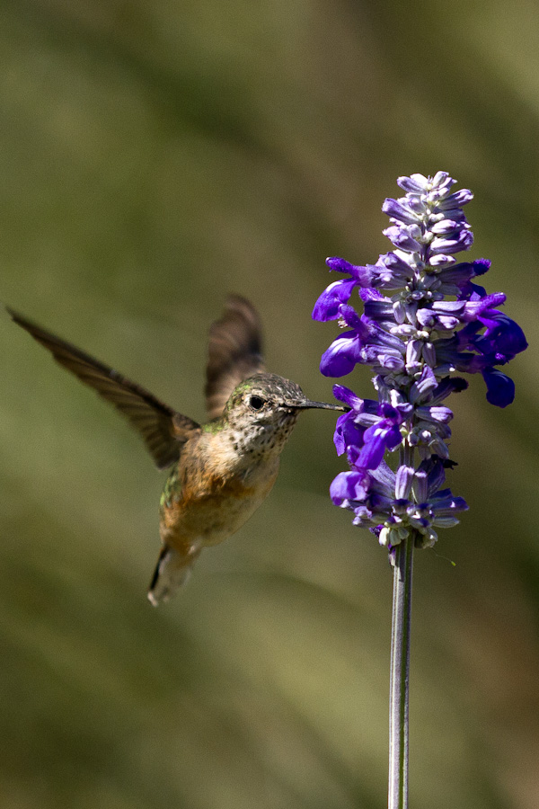 Purple Snack in Phoenix, Arizona