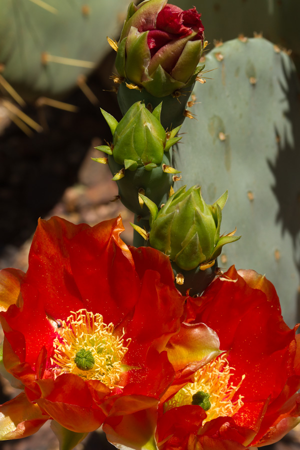 Brilliant Prickly Pear  in Phoenix, Arizona