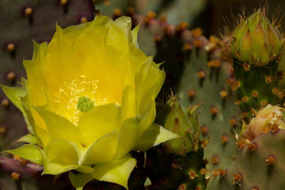 Soft Cactus Flower in Phoenix, Arizona
