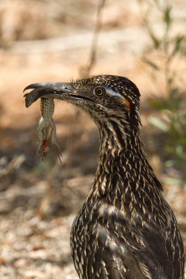 Lizard Lunch in Phoenix, Arizona