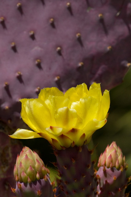 Purple Prickly Pear in Phoenix, Arizona