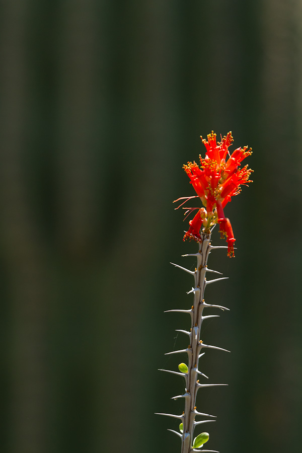 Ocotillo in Phoenix, Arizona