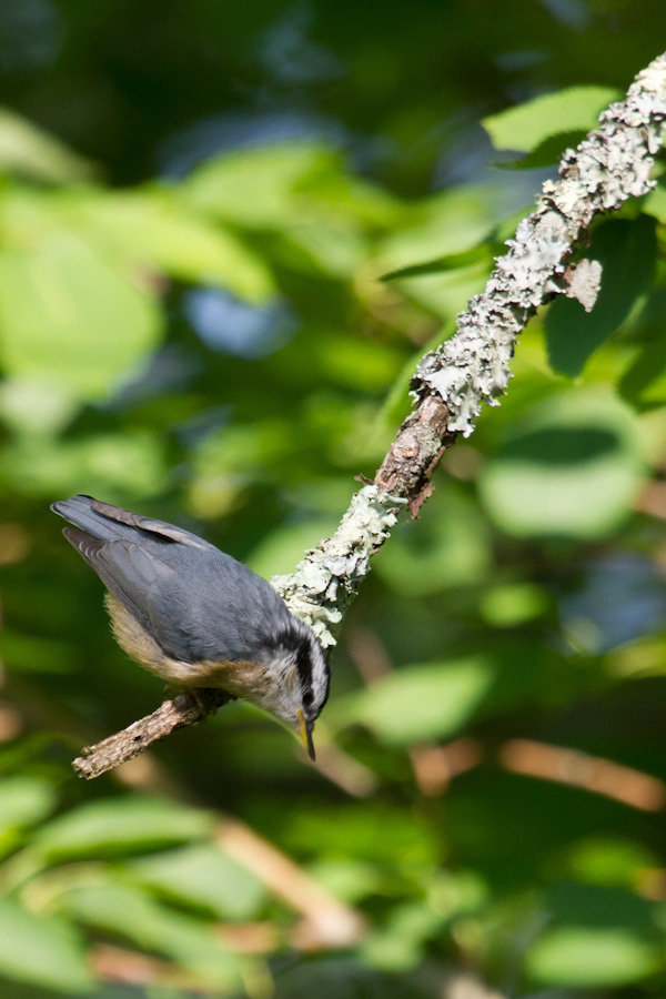 Red-breasted Nuthatch in Highlands, North Carolina