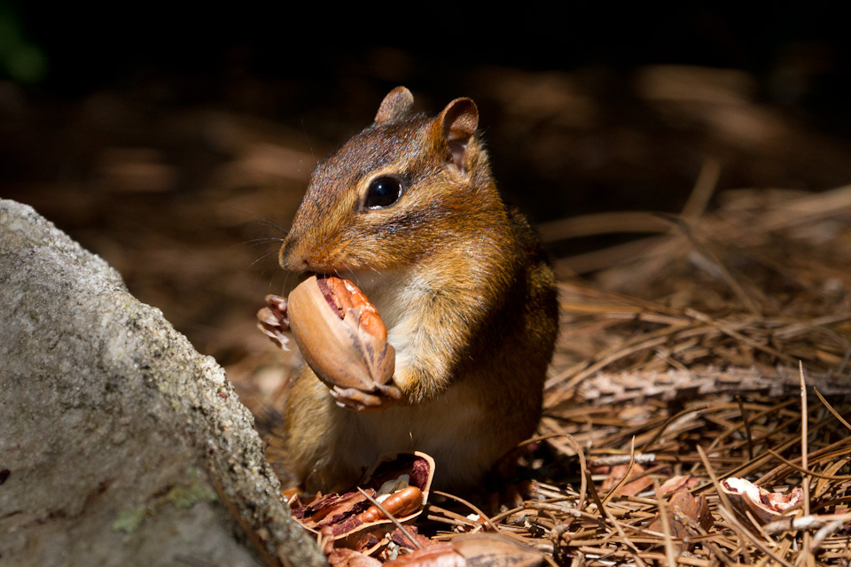 Pecan Snack in Highlands, North Carolina