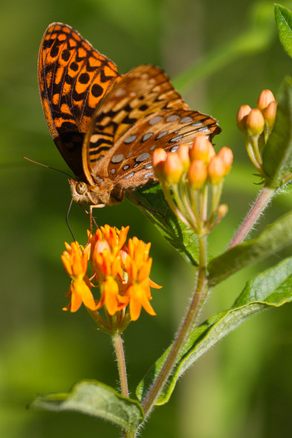 Orange on Orange in Highlands, North Carolina