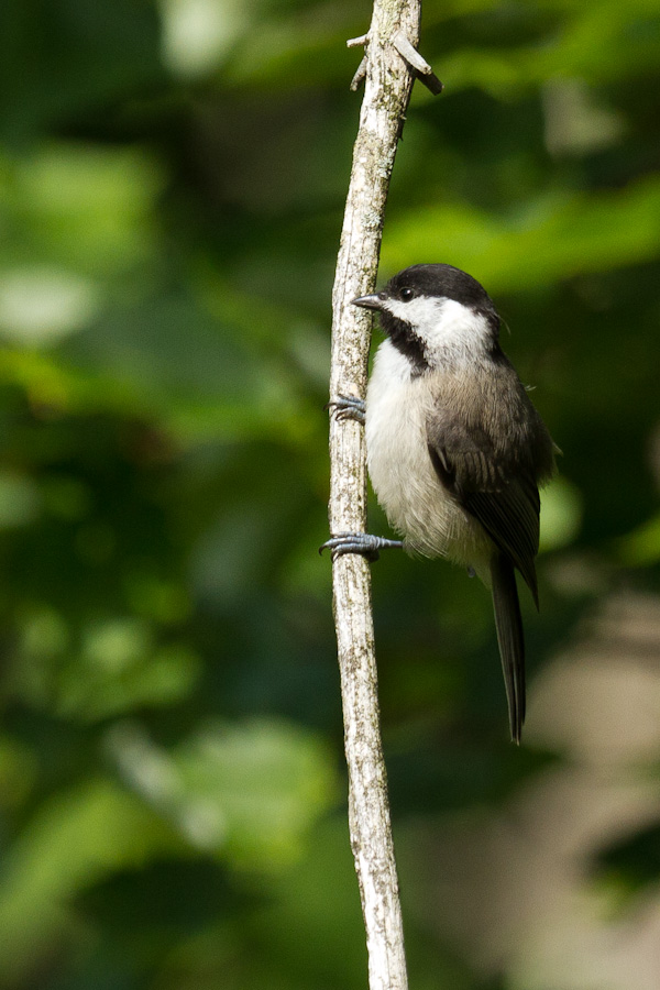 Carolina Chickadee in Highlands, North Carolina