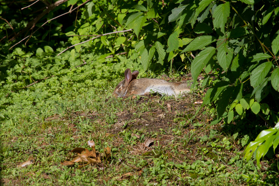 Rabbit Nap in Highlands, North Carolina