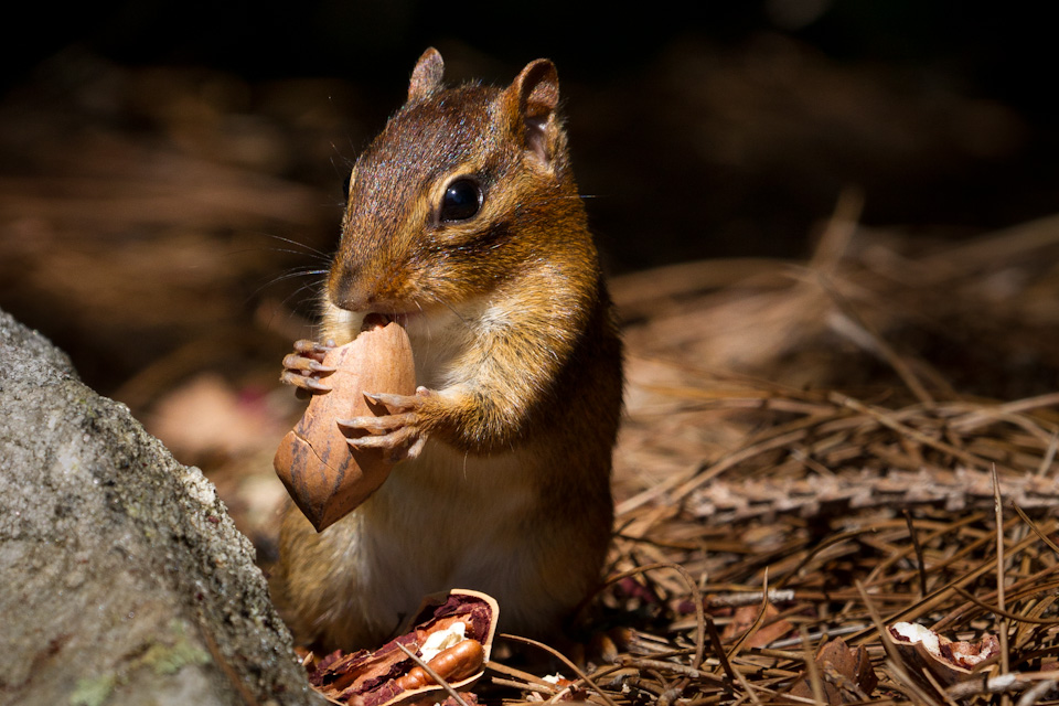 A Snack in Highlands, North Carolina