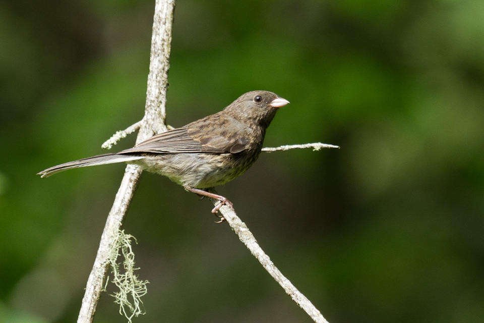 Brown Bird in Highlands, North Carolina