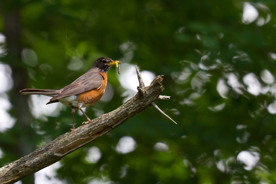 Robin Meal in Highlands, North Carolina