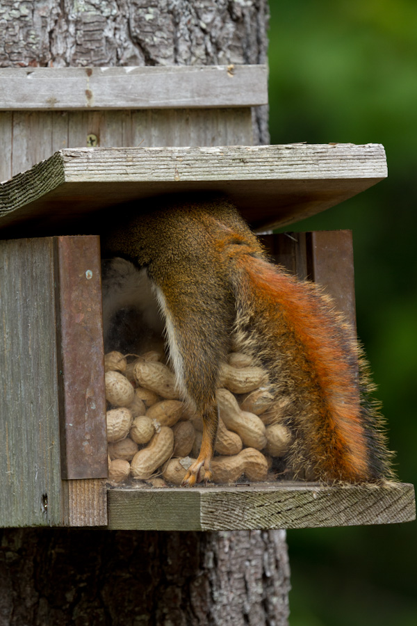 Into the Paenuts in Highlands, North Carolina