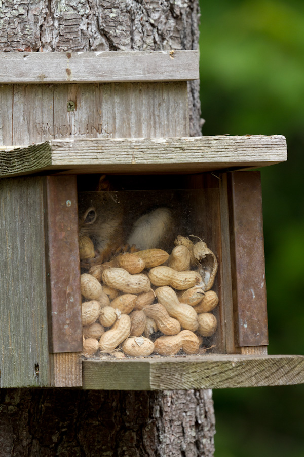 Squirrel in the Box in Highlands, North Carolina