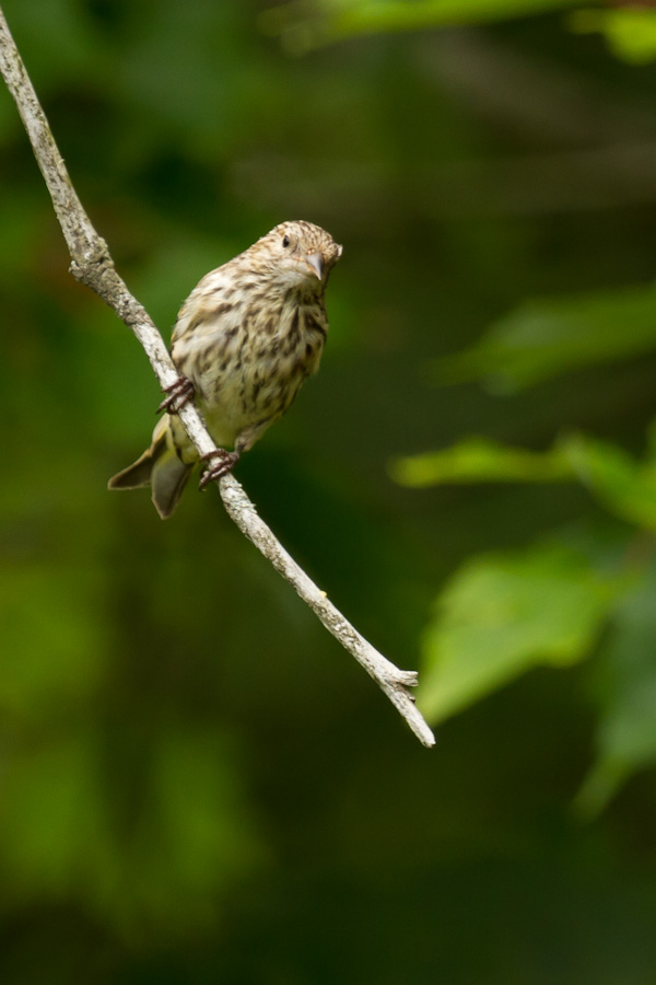 Pine Siskin in Highlands, North Carolina