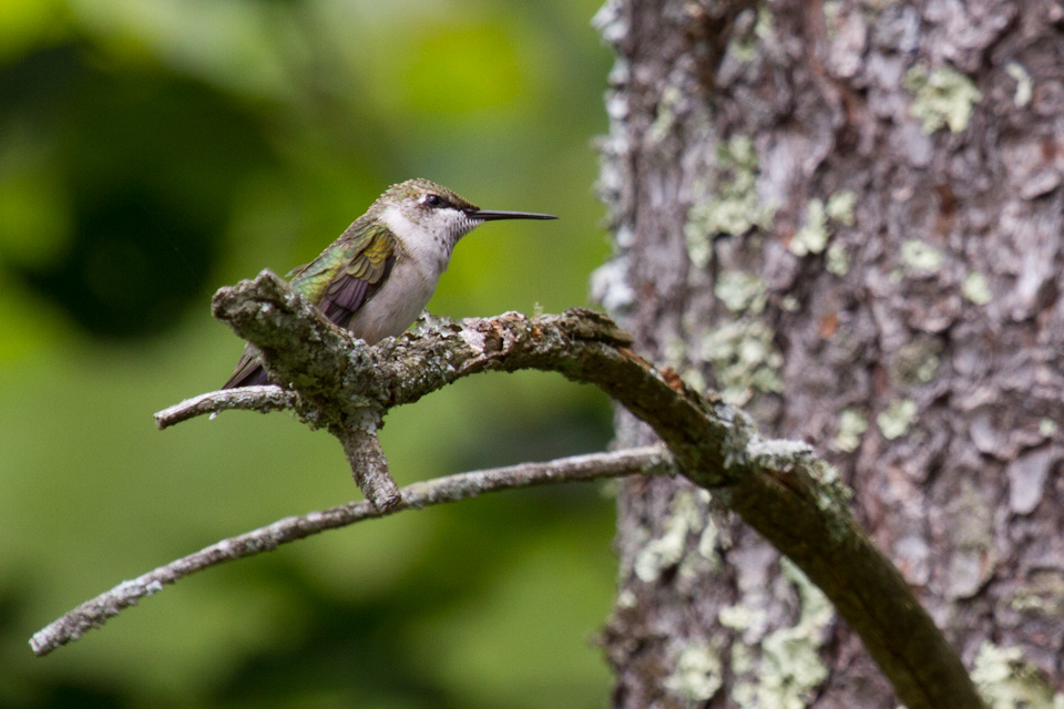Female Ruby-throated Hummingbird in Highlands, North Carolina