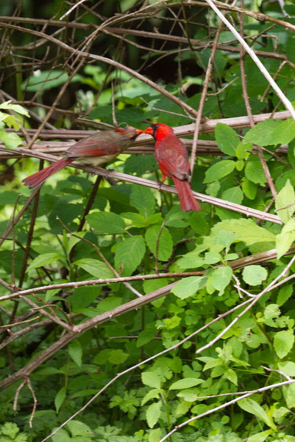 Love Birds in Highlands, North Carolina