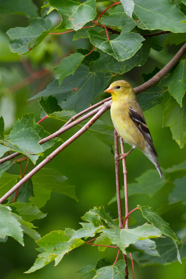 Pretty in Yellow in Highlands, North Carolina