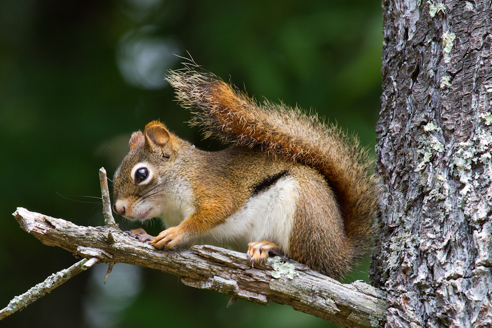 Little Red in Highlands, North Carolina