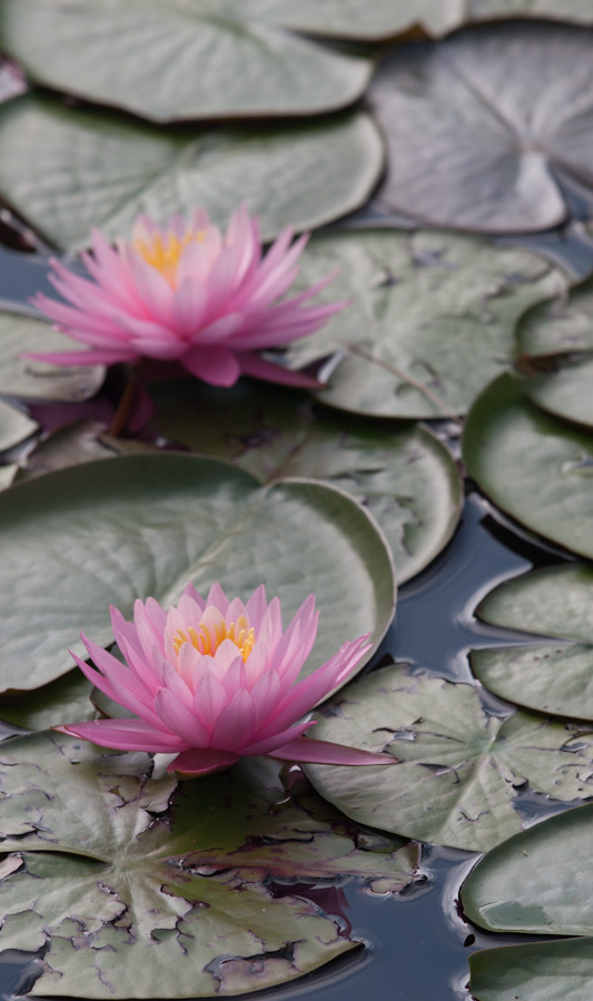 Mountain Water Lilly in Highlands, North Carolina
