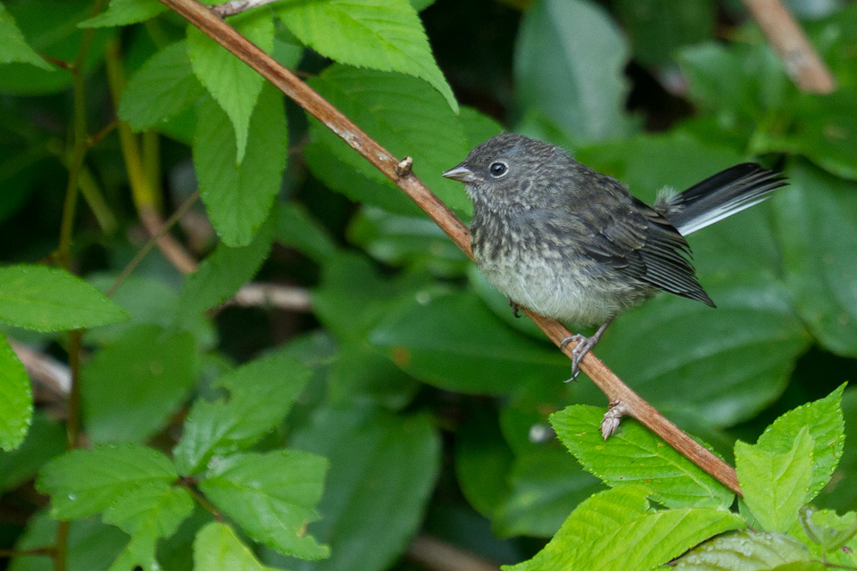 Slate-colored Junco in Highlands, North Carolina