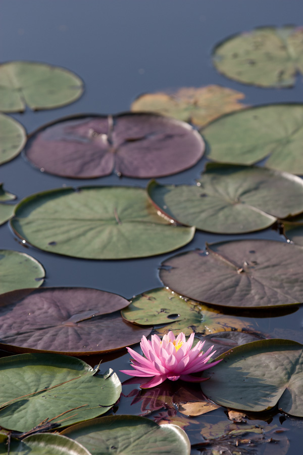 Lilly in Highlands, North Carolina