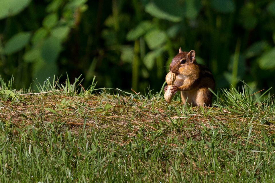Peanut Snack in Highlands, North Carolina