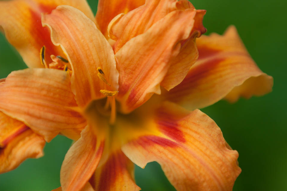 Orange Burst in Highlands, North Carolina