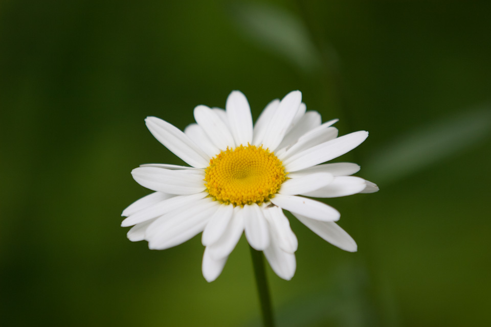 Daisy in Highlands, North Carolina