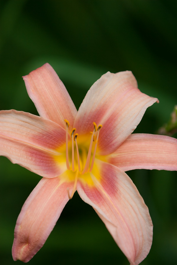 Delicate Lilly in Highlands, North Carolina