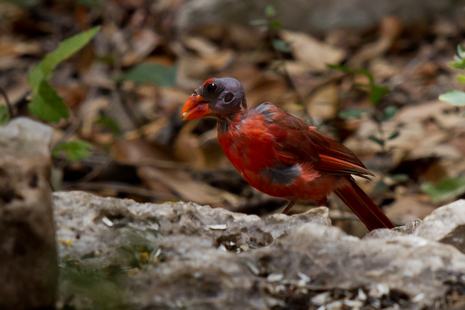Bald Bird in San Antonio, Texas